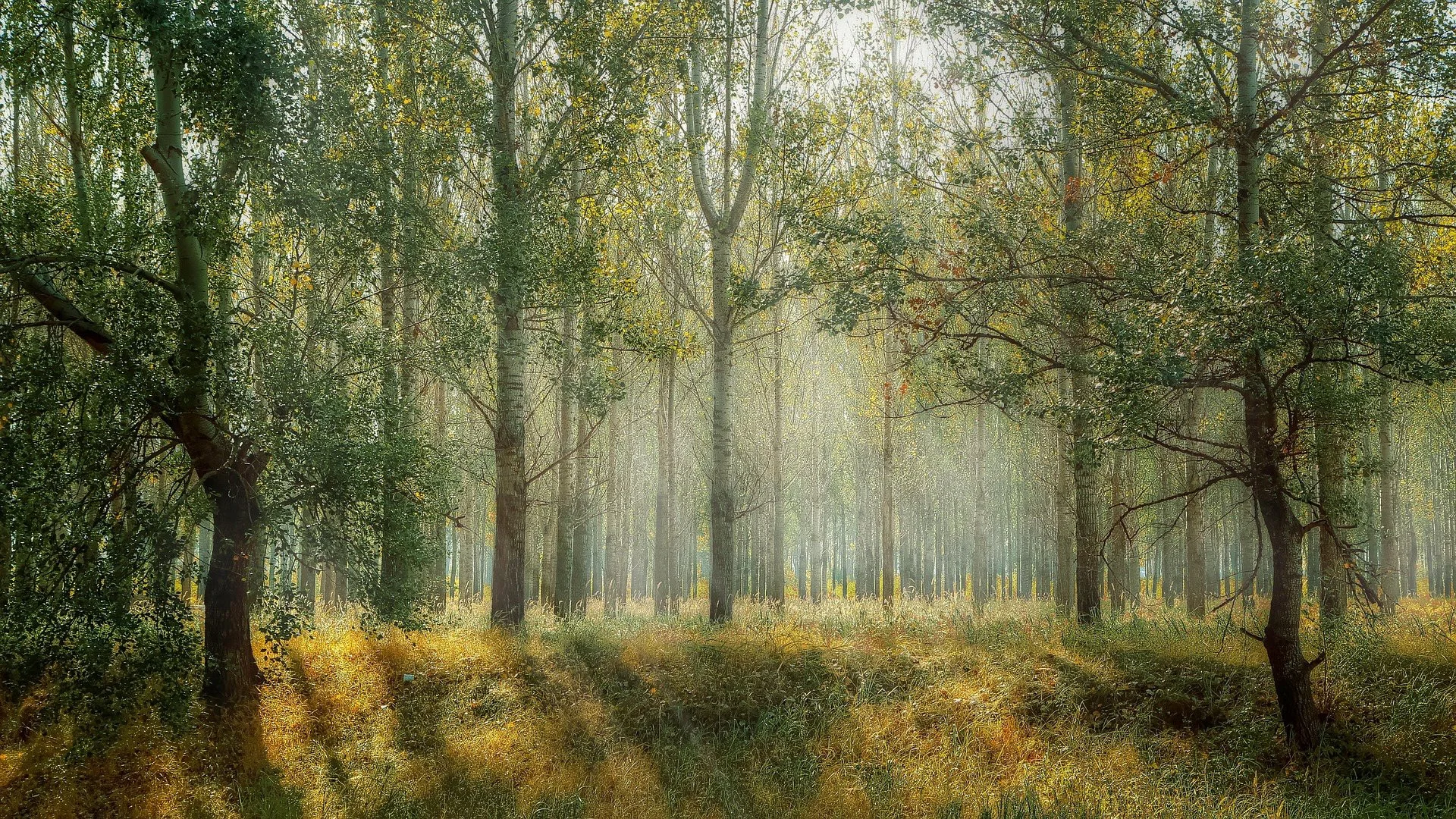 Bosque de lenga atravesado por luz dorada