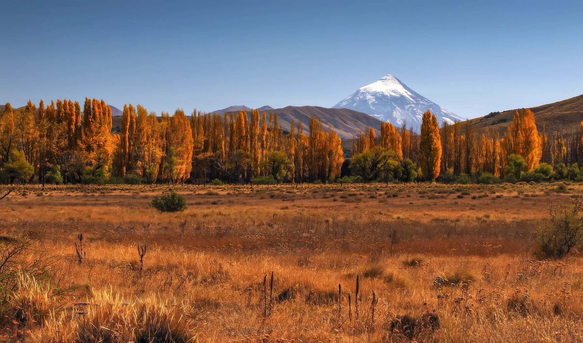 Álamos dorados en el valle y el cono nevado del volcán